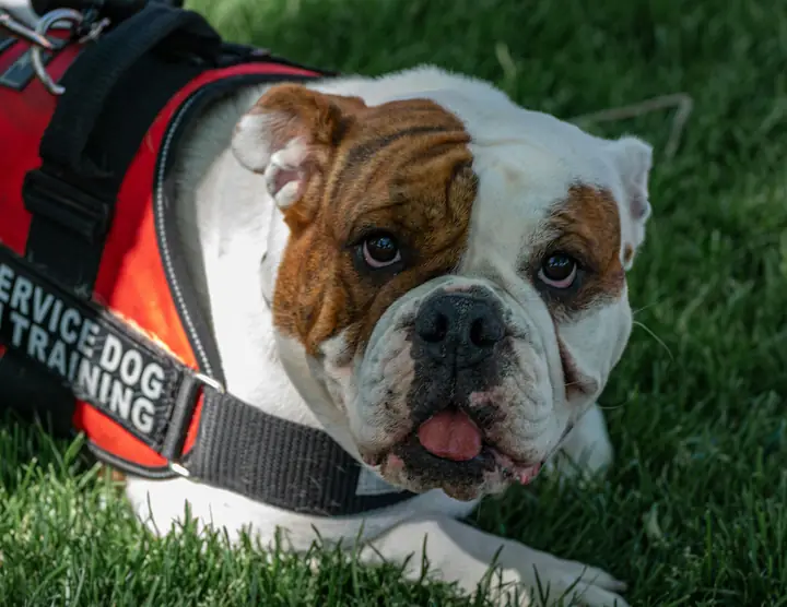 An assistance dog in training wearing a service vest
