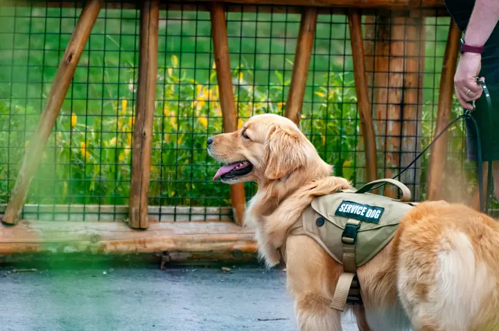 A golden retriever assistance dog wearing a green vest